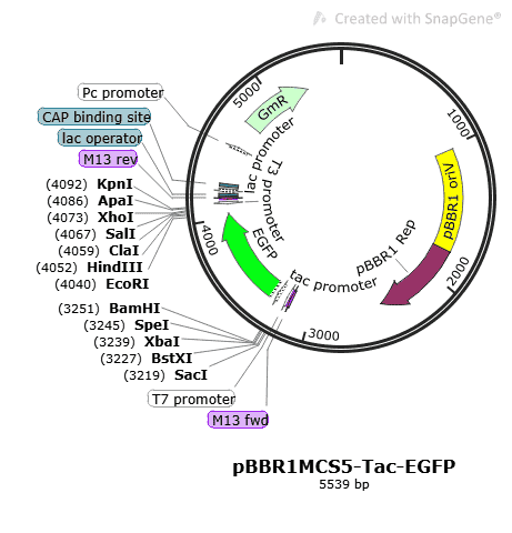 pBBR1MCS5-Tac-EGFP