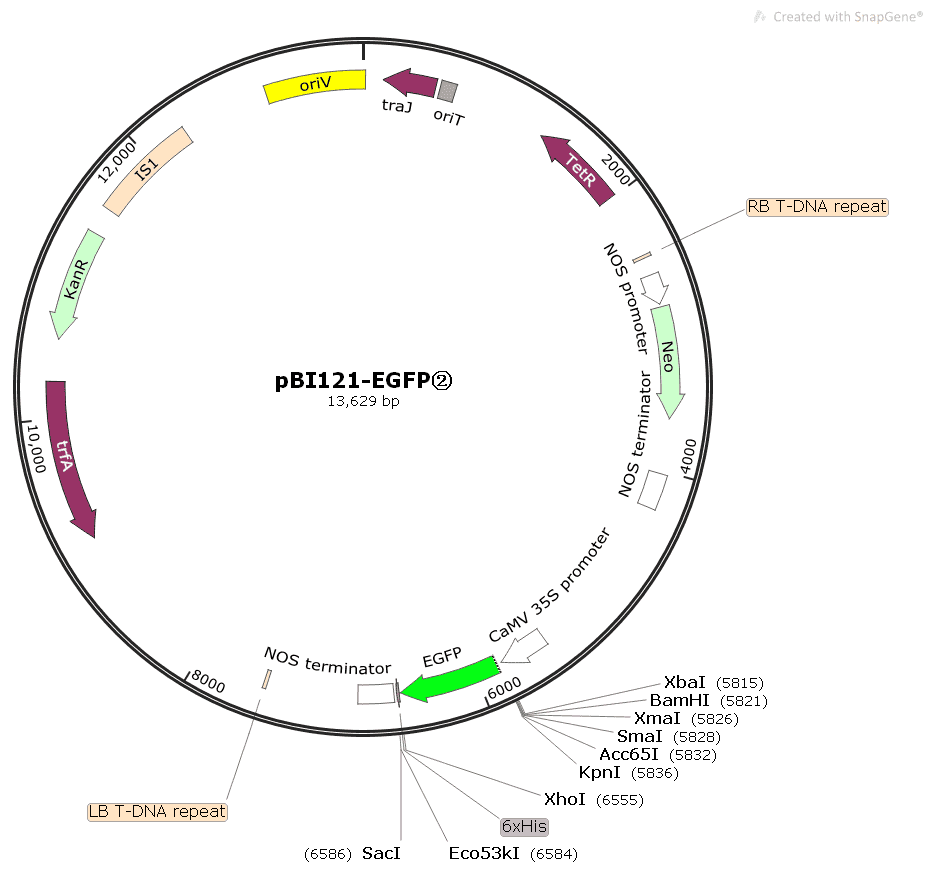 pBI121- EGFP- 2