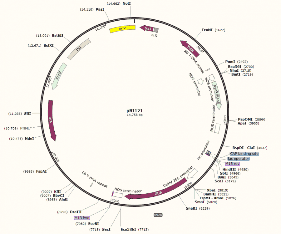 pBI121(new Plasmid) - Click Image to Close