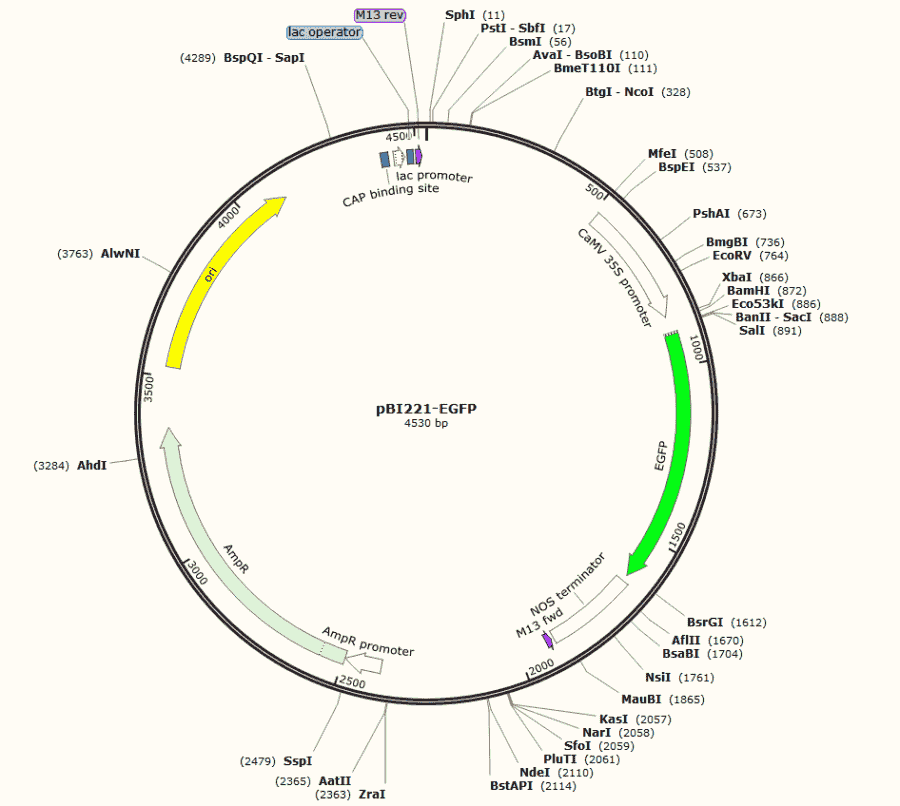 pBI221 Plasmid - Click Image to Close