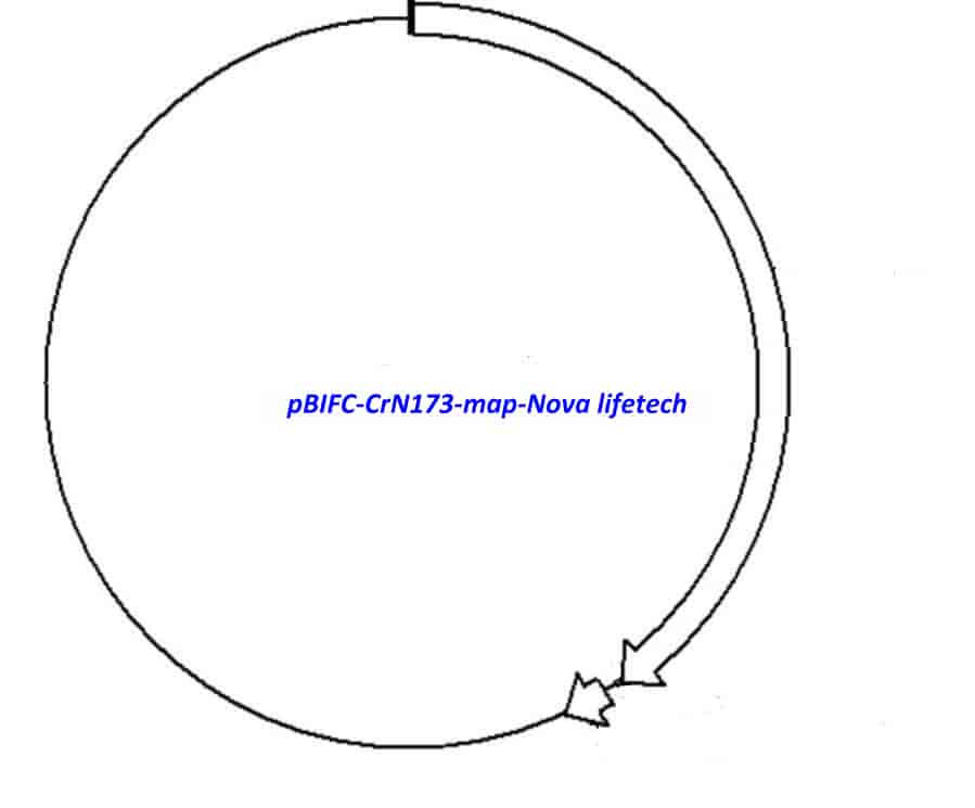 pBIFC- CrN173 - Click Image to Close