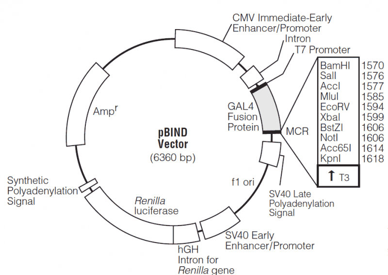 pBIND - Click Image to Close