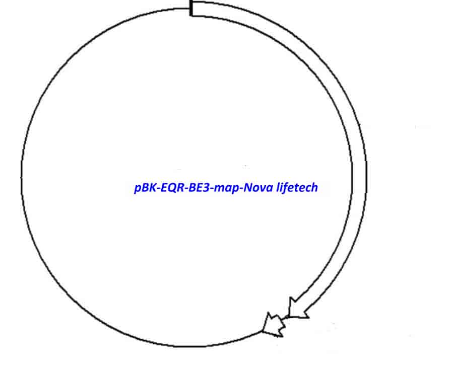 pBK- EQR- BE3 - Click Image to Close