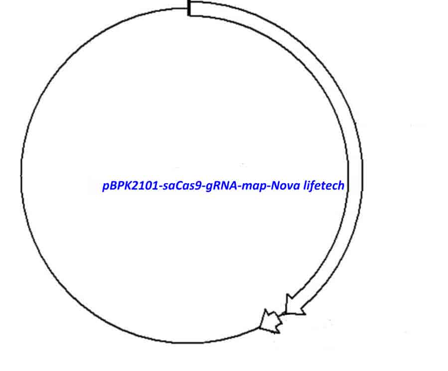 pBPK2101- saCas9- gRNA