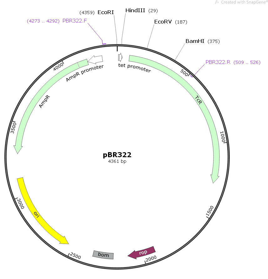 pBR322 Plasmid - Click Image to Close