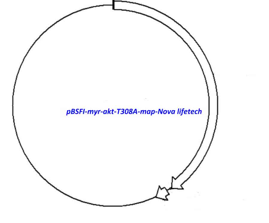 pBSFI- myr- akt- T308A - Click Image to Close
