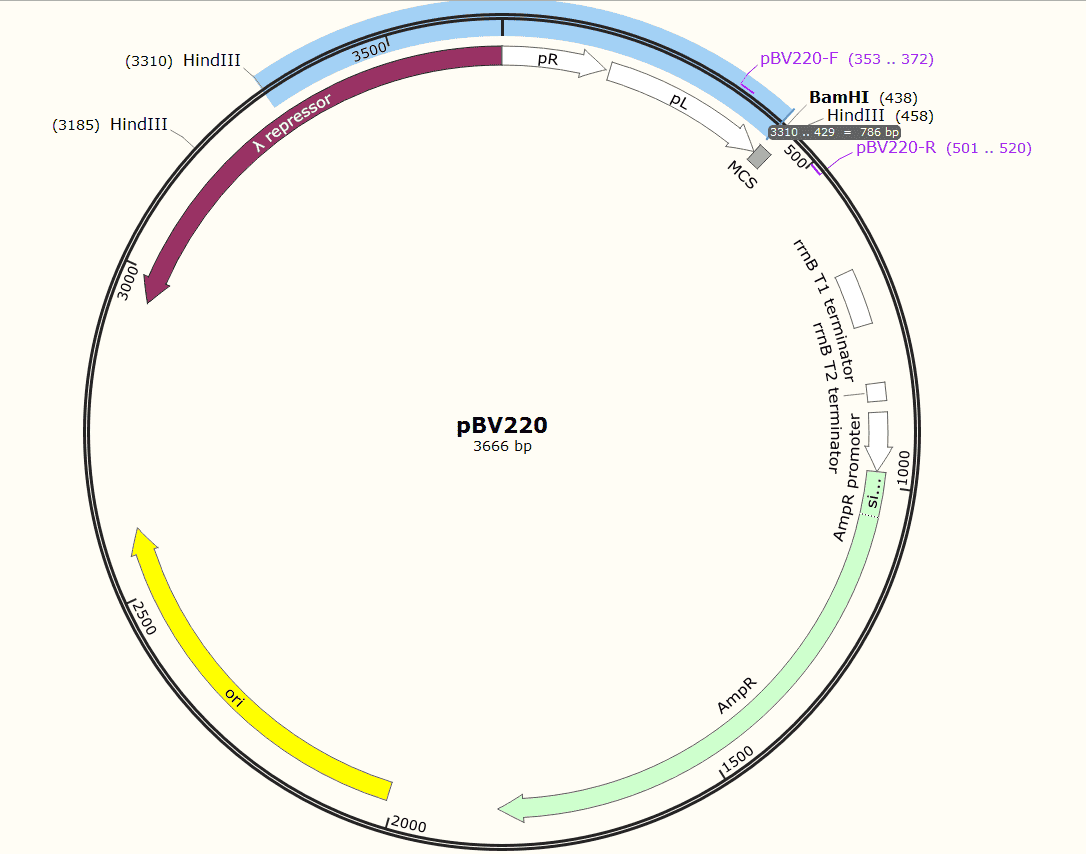 pBV220 Plasmid