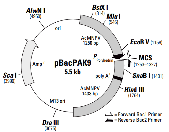 pBacpAK9 - Click Image to Close