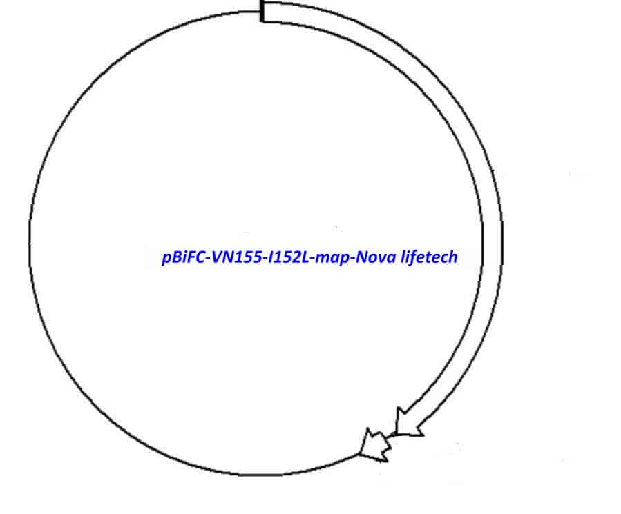 pBiFC- VN155 (I152L) - Click Image to Close