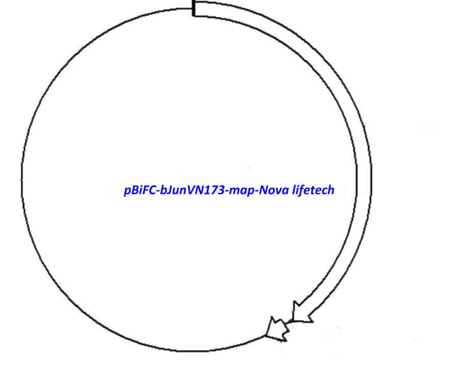 pBiFC- bJunVN173 - Click Image to Close