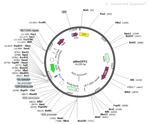 pBinGFP2 Plasmid - Click Image to Close