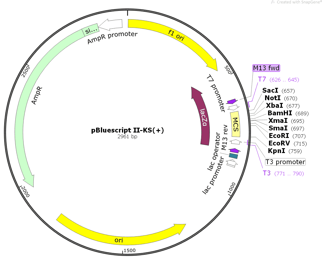 pBluescript II- KS (+)