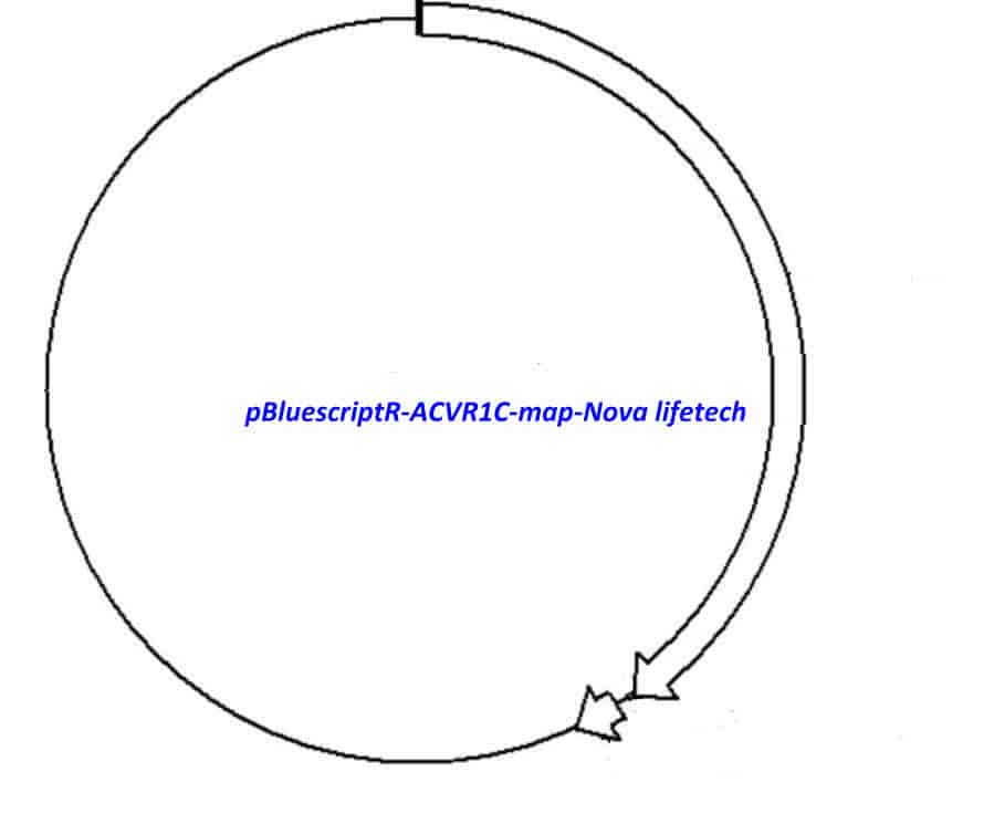 pBluescriptR-ACVR1C Plasmid - Click Image to Close