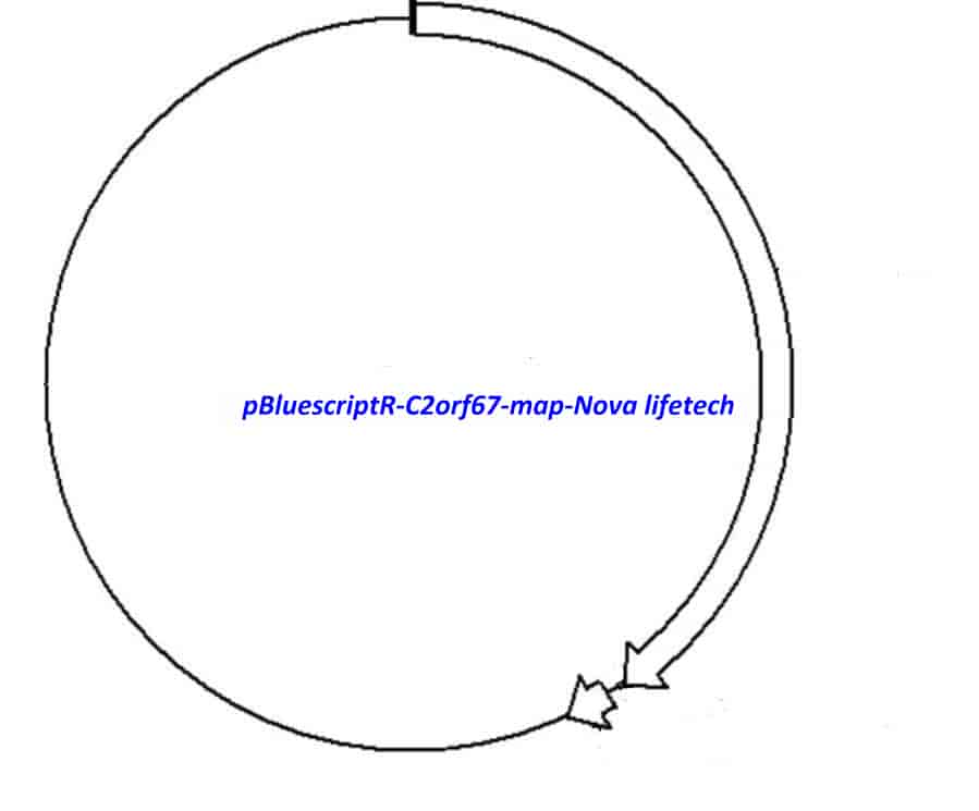 pBluescriptR-C2orf67 Plasmid - Click Image to Close