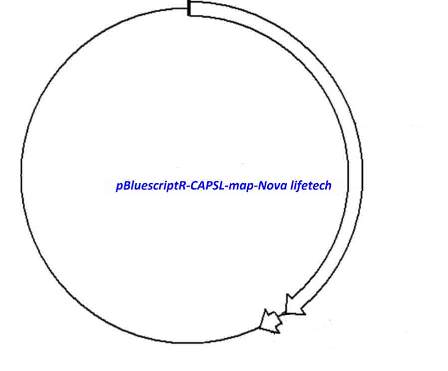 pBluescriptR-CAPSL Plasmid - Click Image to Close