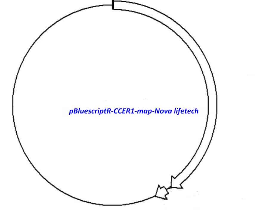 pBluescriptR-CCER1 Plasmid