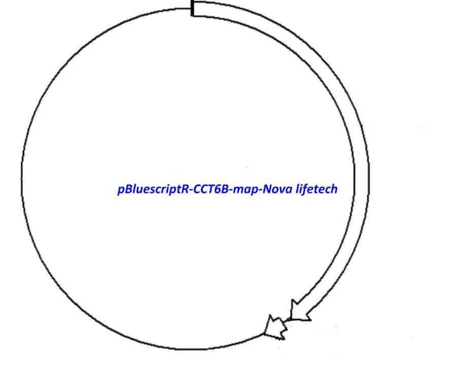 pBluescriptR-CCT6B Plasmid - Click Image to Close