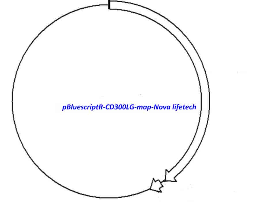 pBluescriptR-CD300LG Plasmid - Click Image to Close
