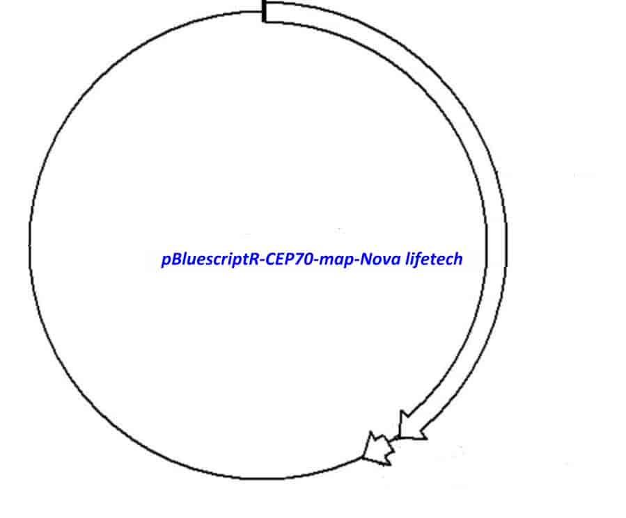 pBluescriptR-CEP70 Plasmid