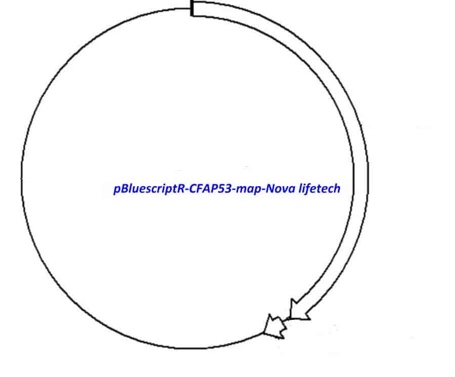 pBluescriptR-CFAP53 Plasmid