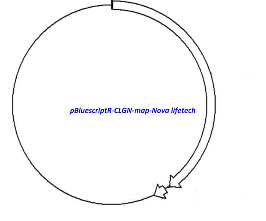 pBluescriptR-CLGN Plasmid - Click Image to Close
