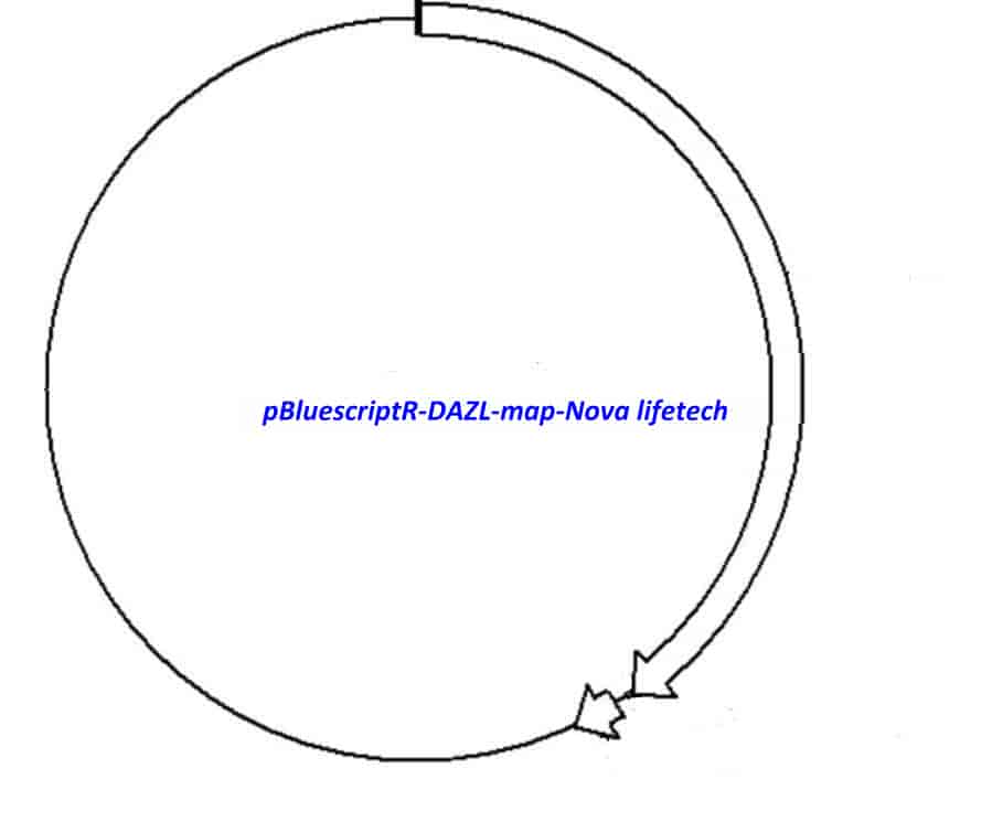 pBluescriptR-DAZL Plasmid - Click Image to Close
