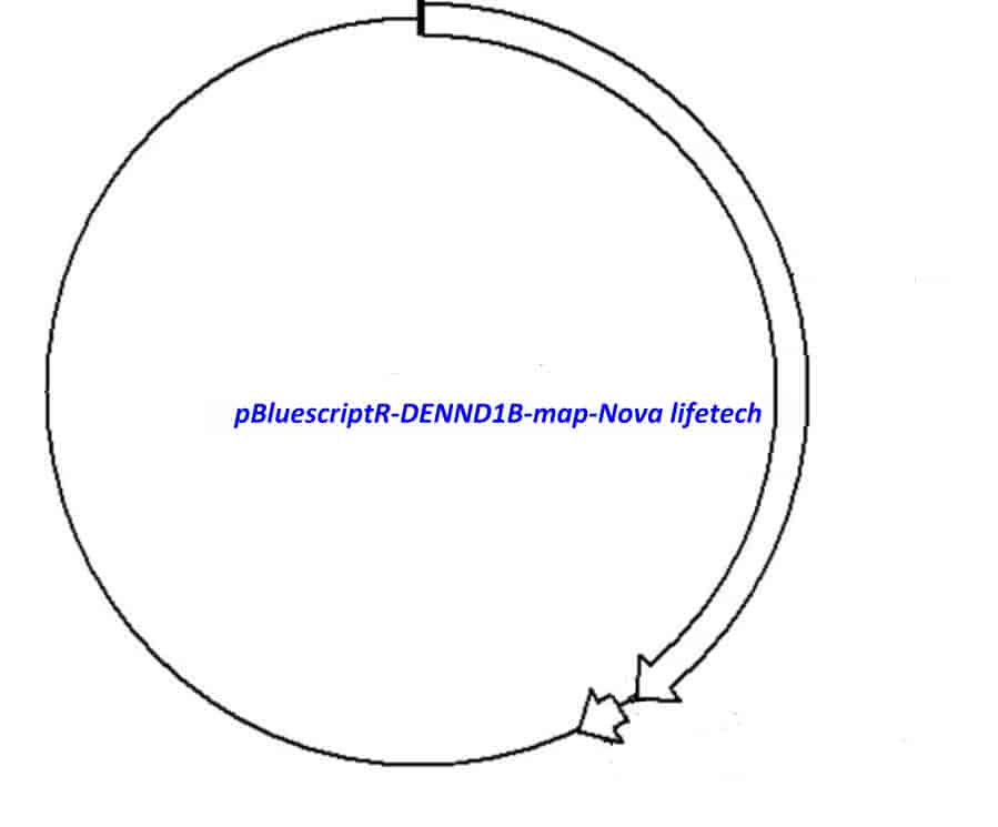 pBluescriptR-DENND1B Plasmid - Click Image to Close