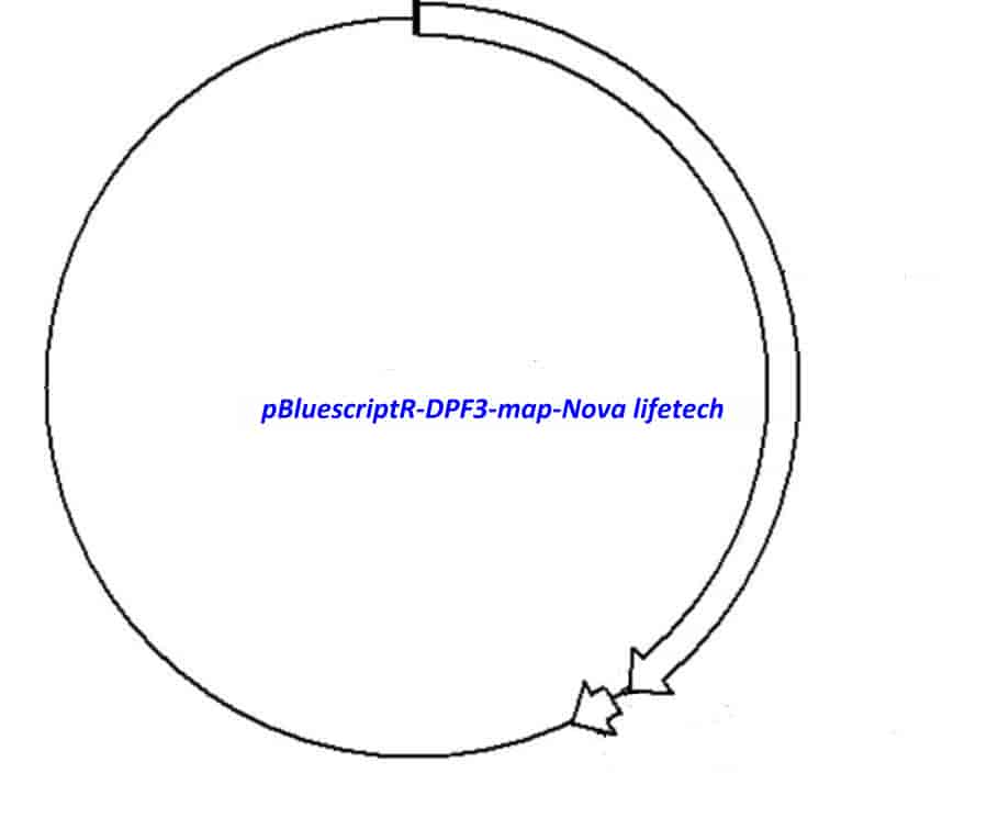 pBluescriptR-DPF3 Plasmid - Click Image to Close