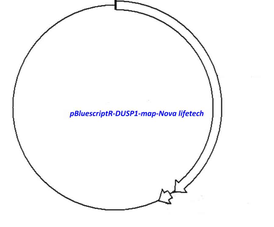 pBluescriptR-DUSP1 Plasmid - Click Image to Close