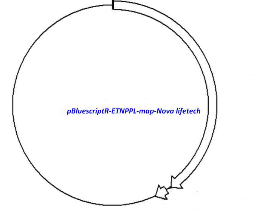 pBluescriptR-ETNPPL Plasmid - Click Image to Close