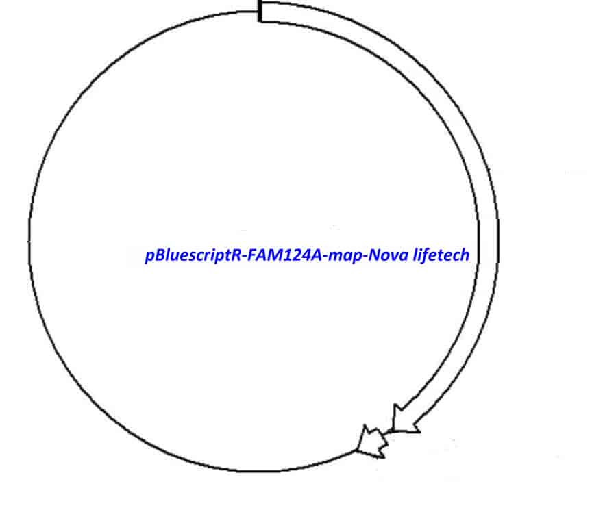 pBluescriptR-FAM124A Plasmid - Click Image to Close