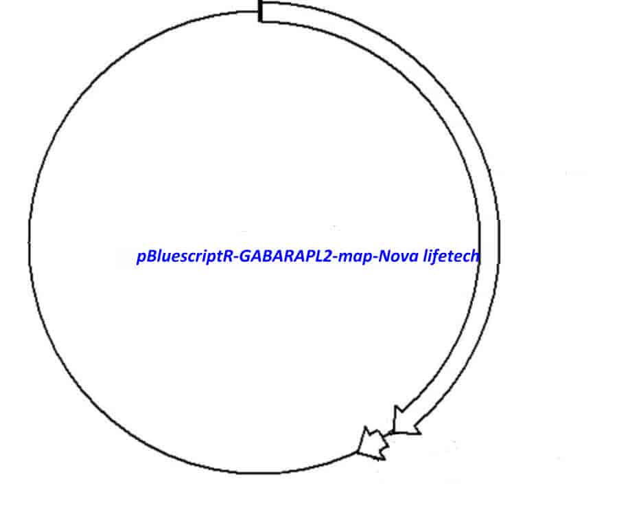 pBluescriptR-GABARAPL2 Plasmid - Click Image to Close