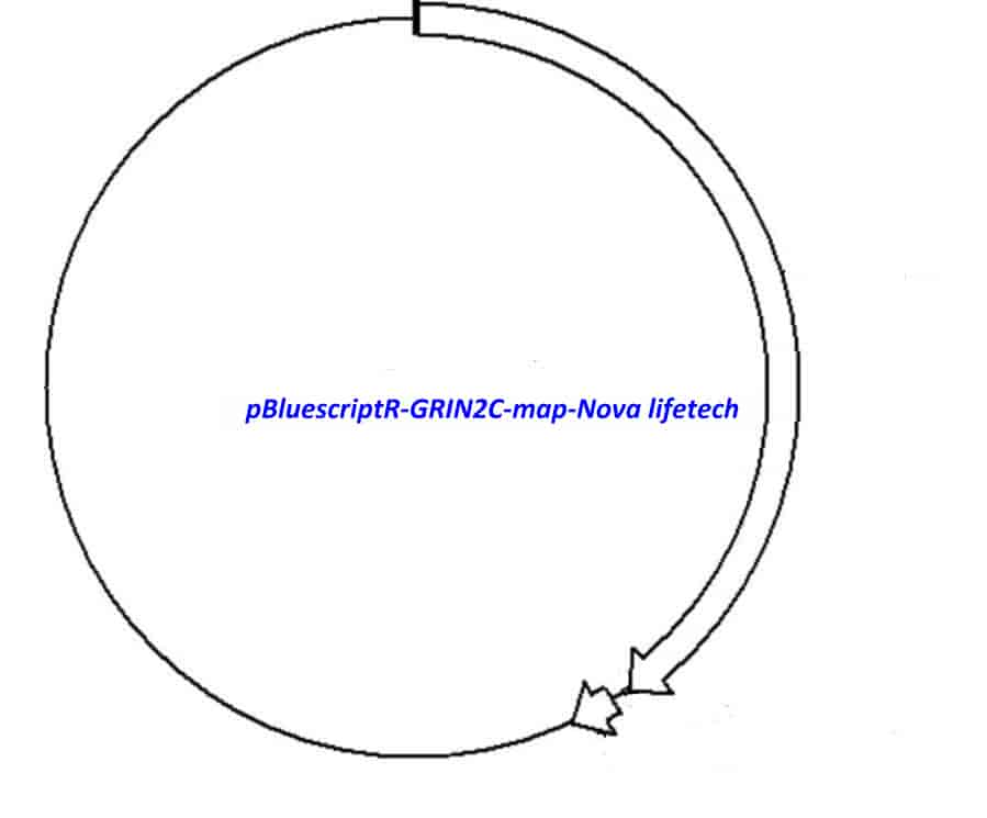 pBluescriptR-GRIN2C Plasmid