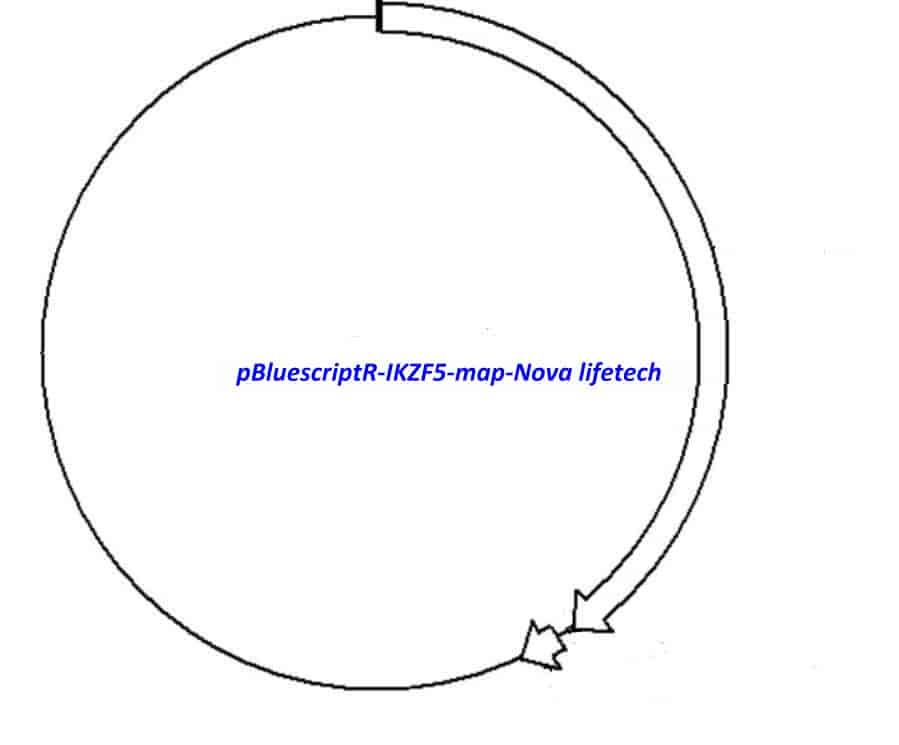 pBluescriptR-IKZF5 Plasmid - Click Image to Close