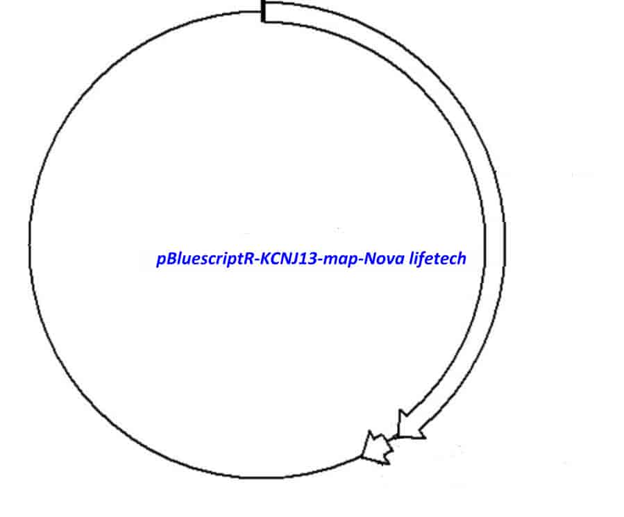 pBluescriptR-KCNJ13 Plasmid - Click Image to Close