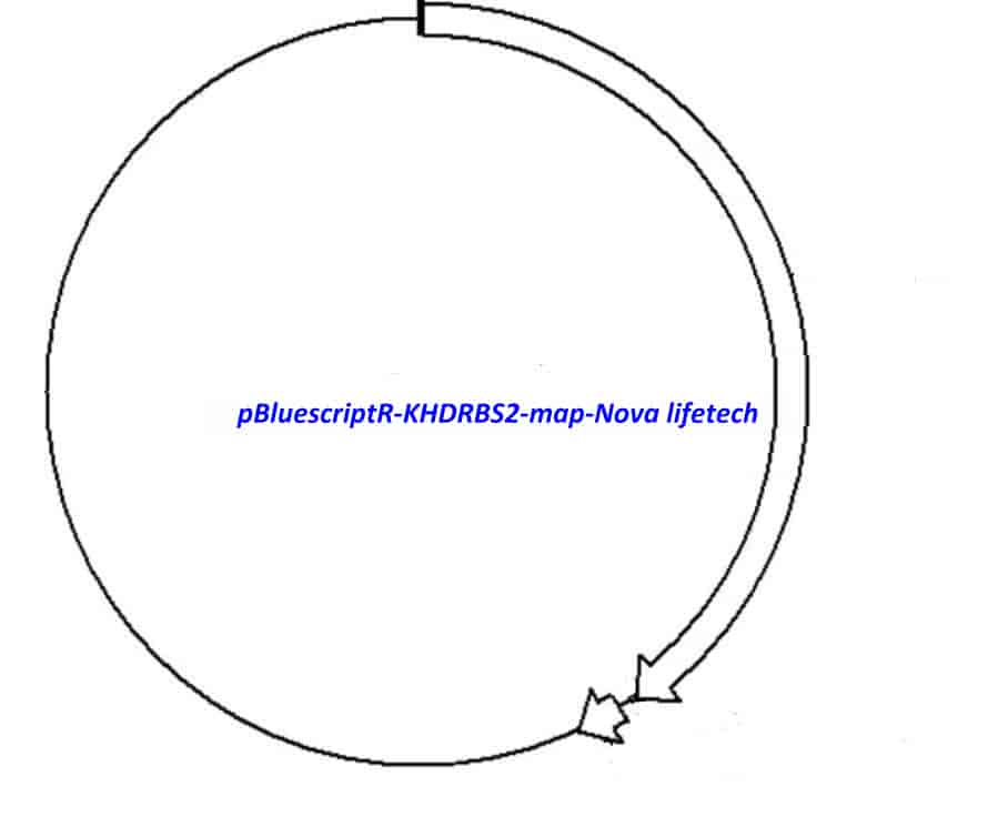 pBluescriptR-KHDRBS2 Plasmid