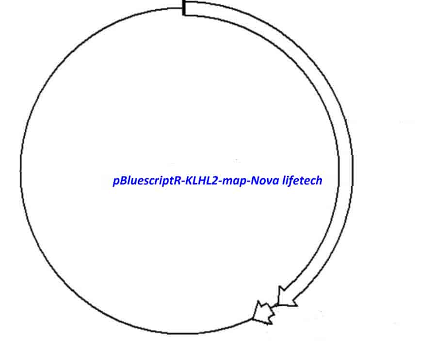 pBluescriptR-KLHL2 Plasmid - Click Image to Close
