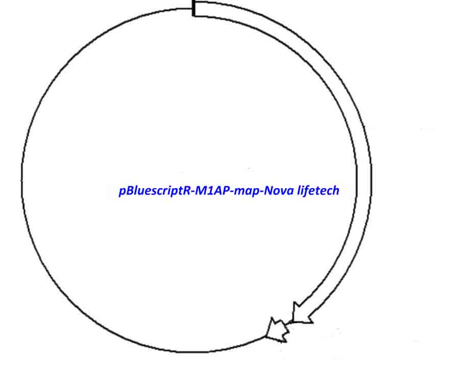 pBluescriptR-M1AP Plasmid