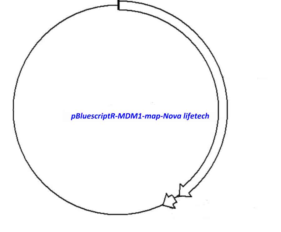 pBluescriptR-MDM1 Plasmid - Click Image to Close