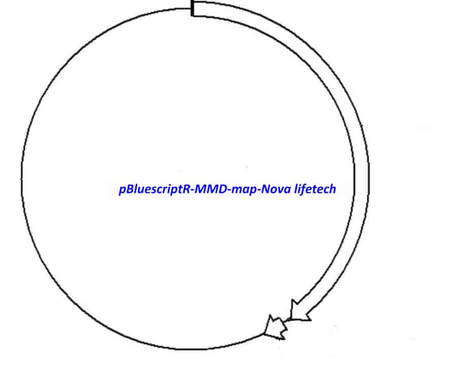 pBluescriptR-MMD Plasmid - Click Image to Close