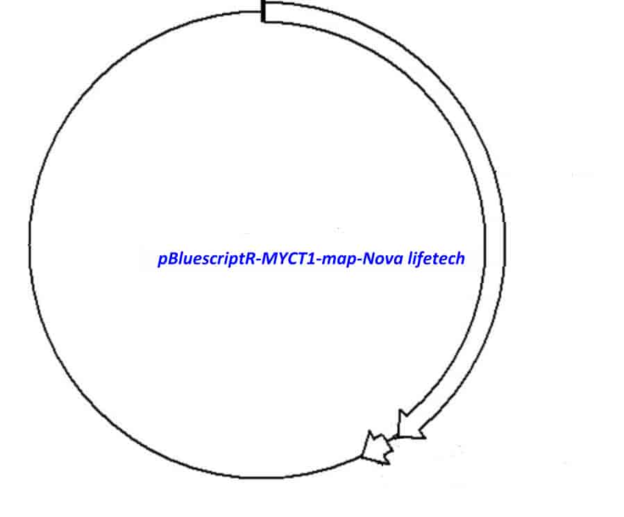 pBluescriptR-MYCT1 Plasmid