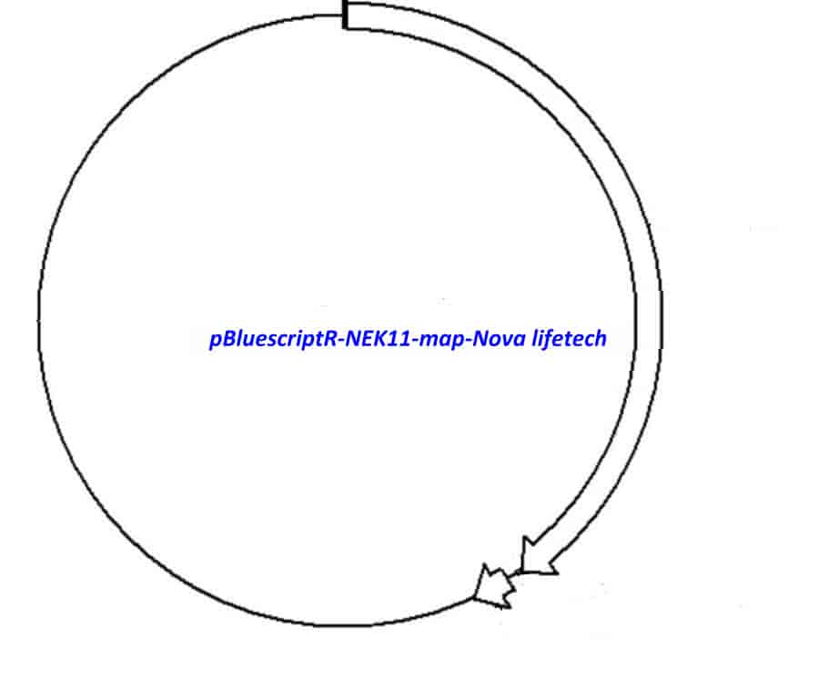 pBluescriptR-NEK11 Plasmid - Click Image to Close