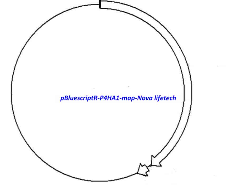pBluescriptR-P4HA1 Plasmid