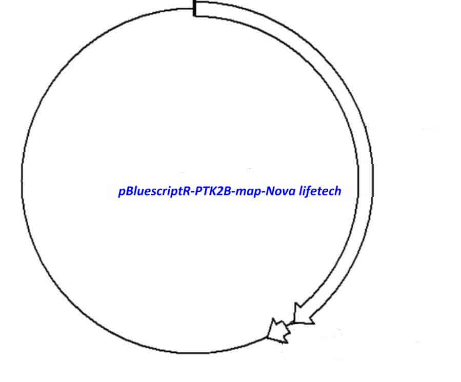 pBluescriptR-PTK2B Plasmid - Click Image to Close