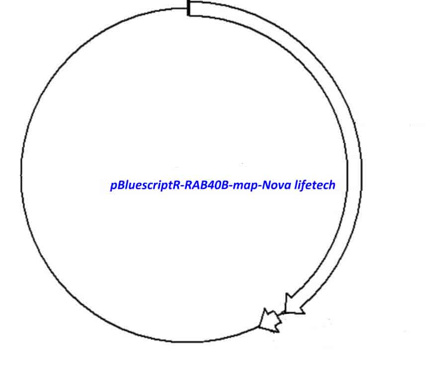 pBluescriptR-RAB40B Plasmid - Click Image to Close