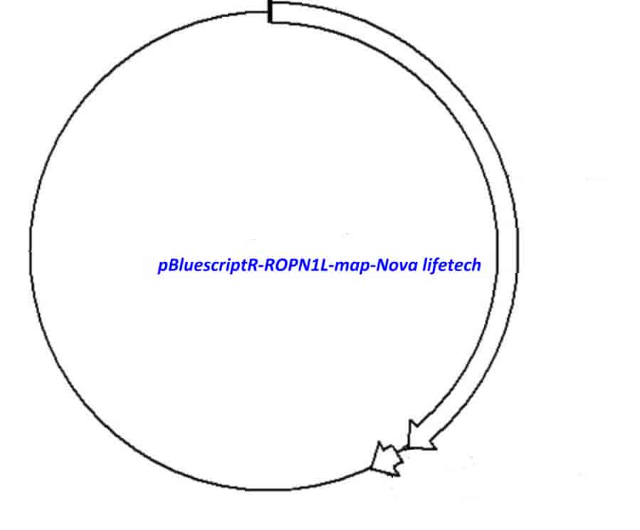 pBluescriptR-ROPN1L Plasmid - Click Image to Close