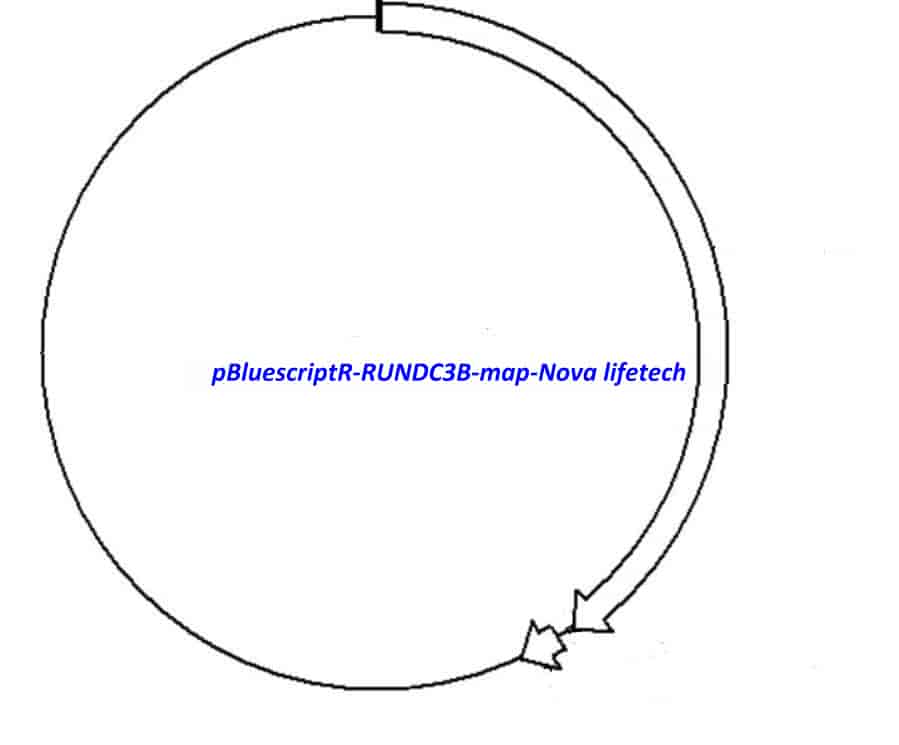 pBluescriptR-RUNDC3B Plasmid - Click Image to Close