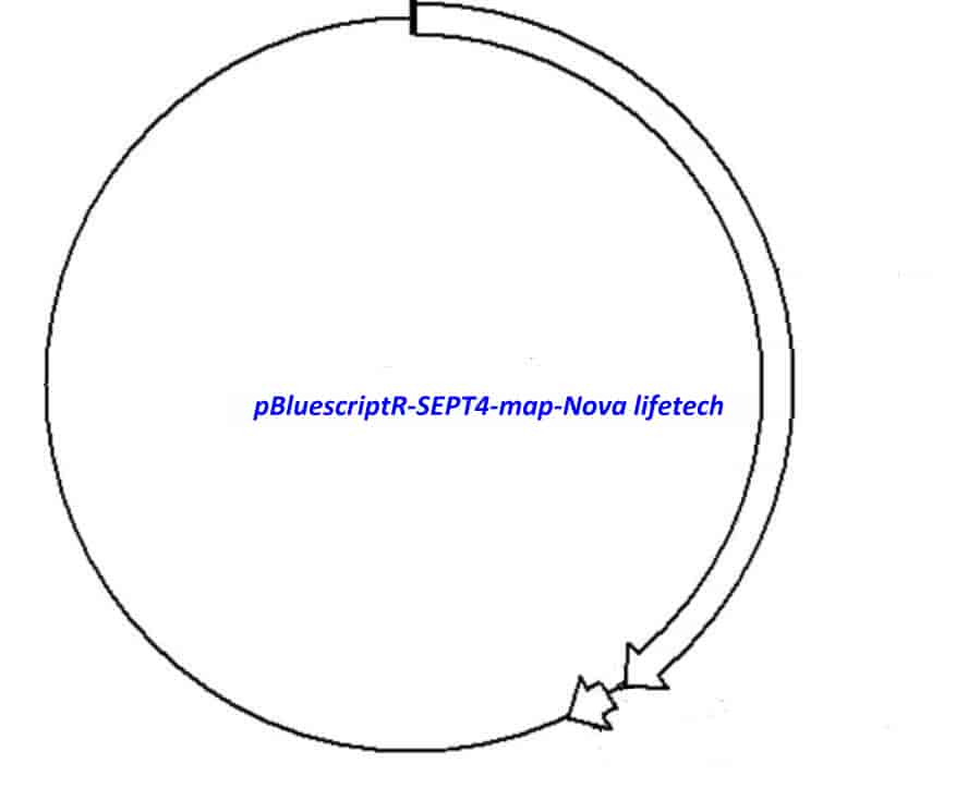 pBluescriptR-SEPT4 Plasmid