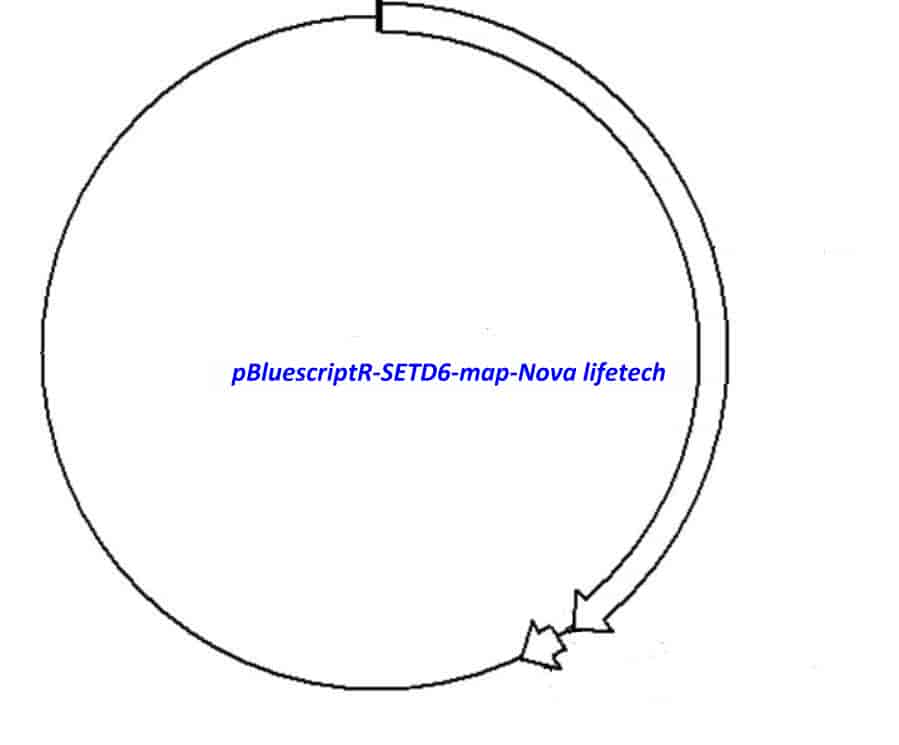 pBluescriptR-SETD6 Plasmid