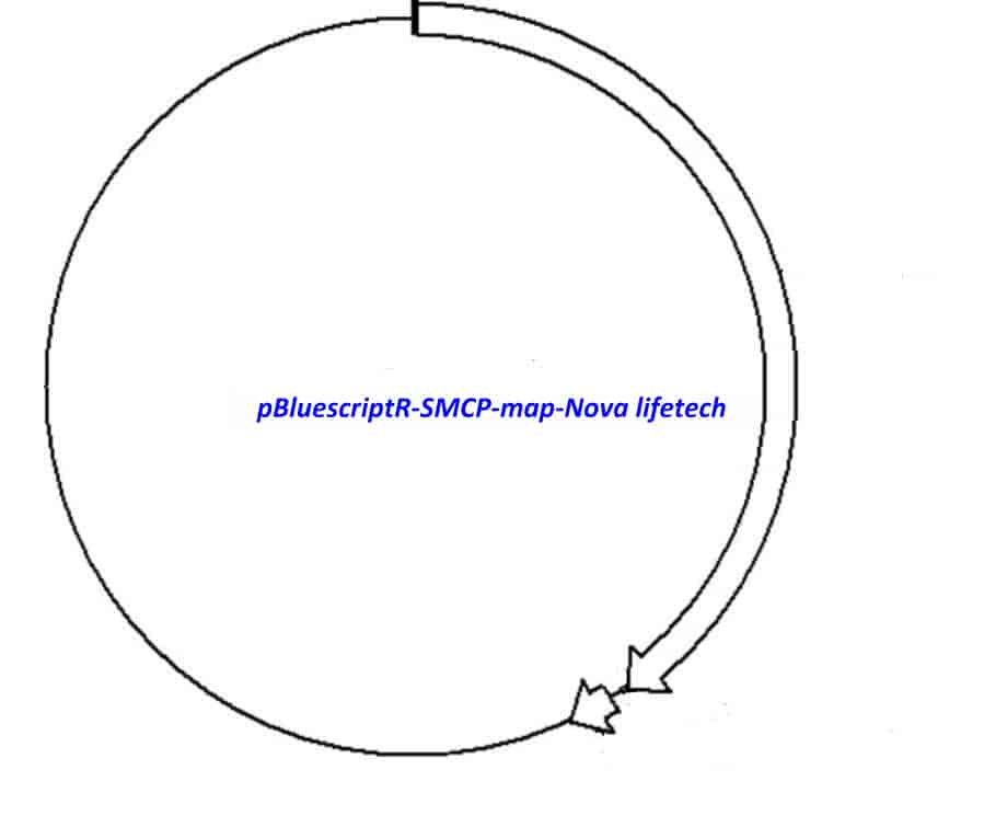 pBluescriptR-SMCP Plasmid - Click Image to Close